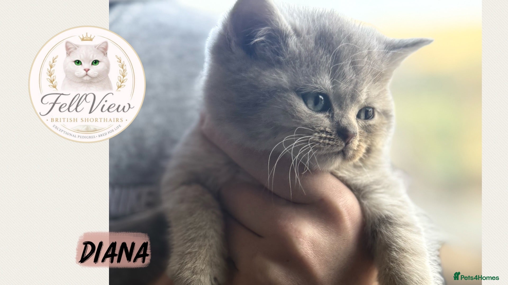 British Longhair cats for sale: GCCF Registered Pedigree British Shorthair Kittens - Advert 2