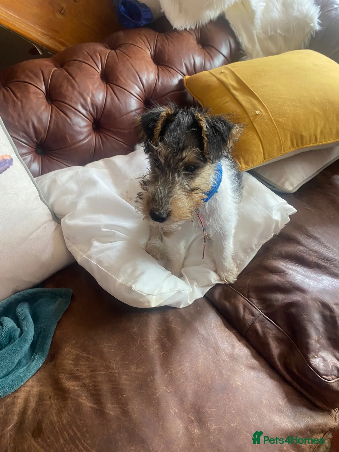 Fox Terrier dogs for sale: Fox terrier female puppy - Advert 2