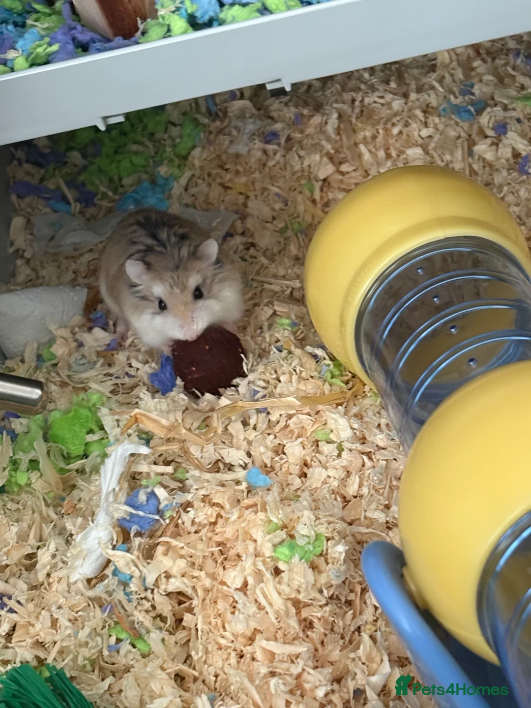 Hamster rodents for sale: Dwarf hamster  in Troon - Advert 2