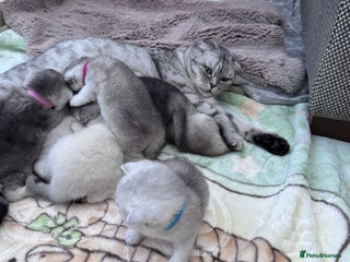 Brazilian Shorthair cats for sale - Advert 1