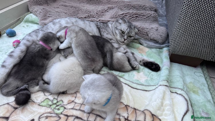 Brazilian Shorthair cats - Advert 1