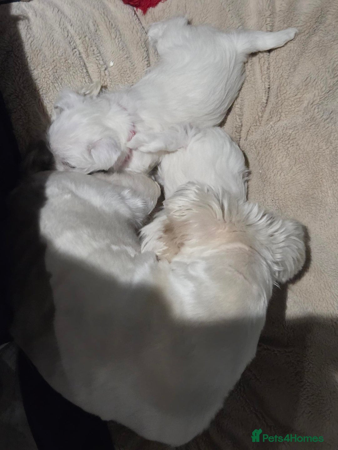 West Highland Terrier dogs for sale: Gorgeous pedigree westies, excellent bloodlines - Image 21