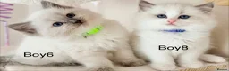 Ragdoll cats for sale: Stunning Champion bloodline TICA Ragdoll kittens - Advert 8
