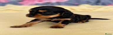 Black and Tan girl 