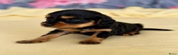 Mixed Breed dogs for sale: Cavapoo x Cocker pups Merle, chocolate, tri, tan - Advert 23