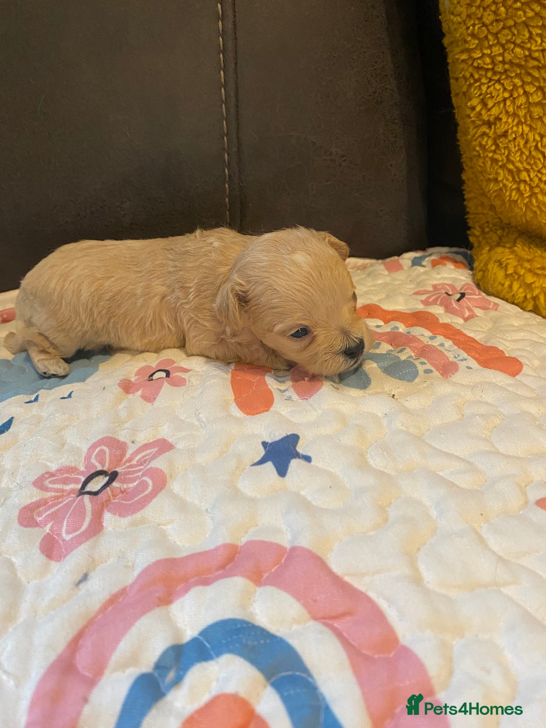 Maltipoo dogs for sale: Adorable Maltipoos Puppies  - Advert 2