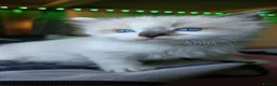 Ragdoll cats for sale: Amazingly Forward Chunky Confident Ragdoll Babies  in Bexhill-on-Sea - Advert 15