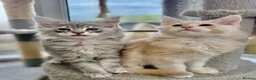 Maine Coon cats for sale: READY TO LEAVE Top quality Maine coon kittens - Advert 17
