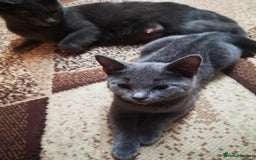 Russian Blue cats for sale: Pure Russian blue kittens( READY TO GO) - Image 3