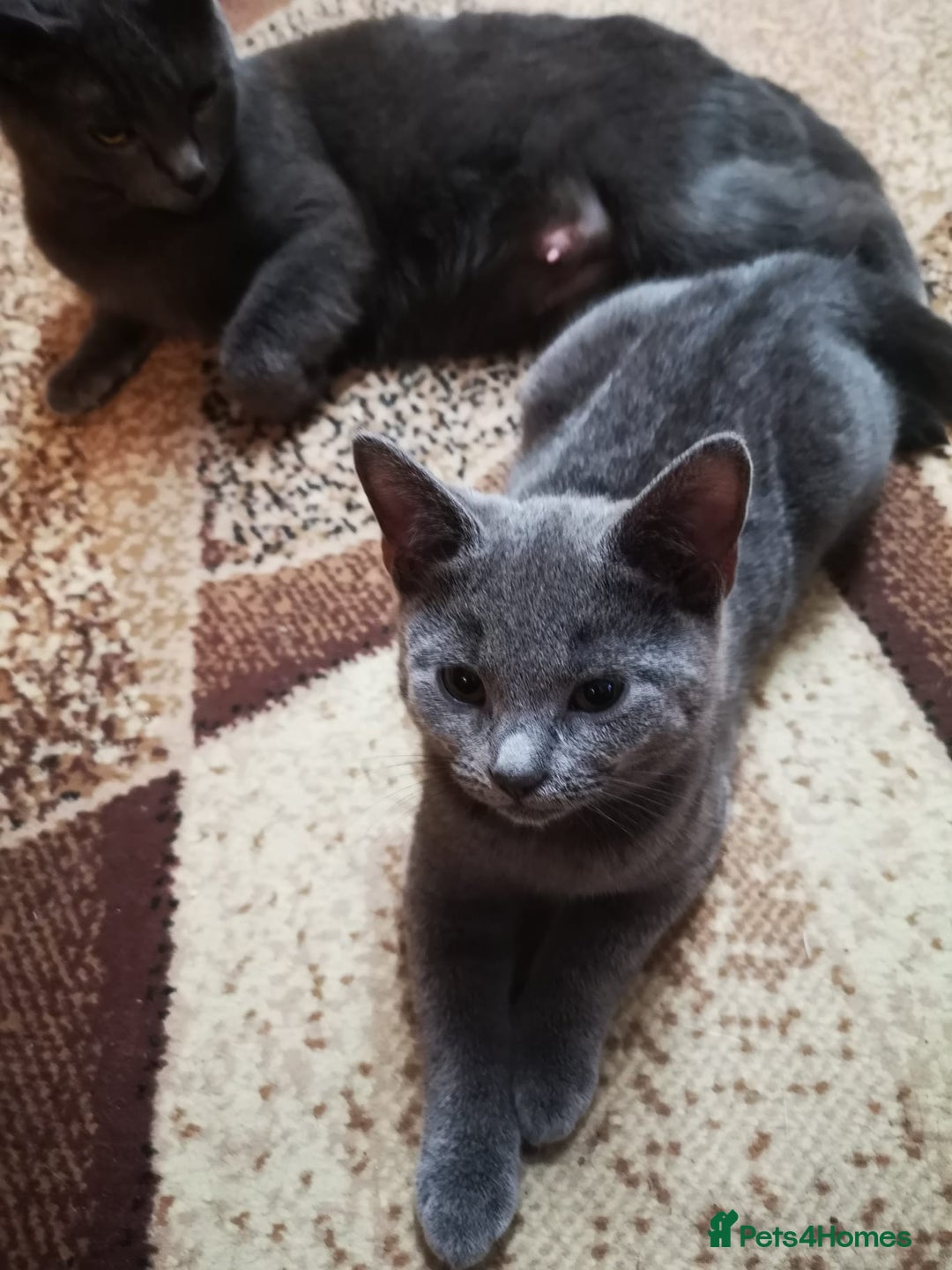 Russian Blue cats for sale: Pure Russian blue kittens( READY TO GO) - Image 3