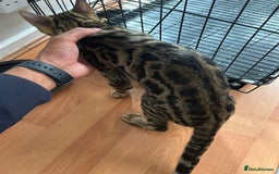 Bengal cats for sale: Male bengal cat - Image 2