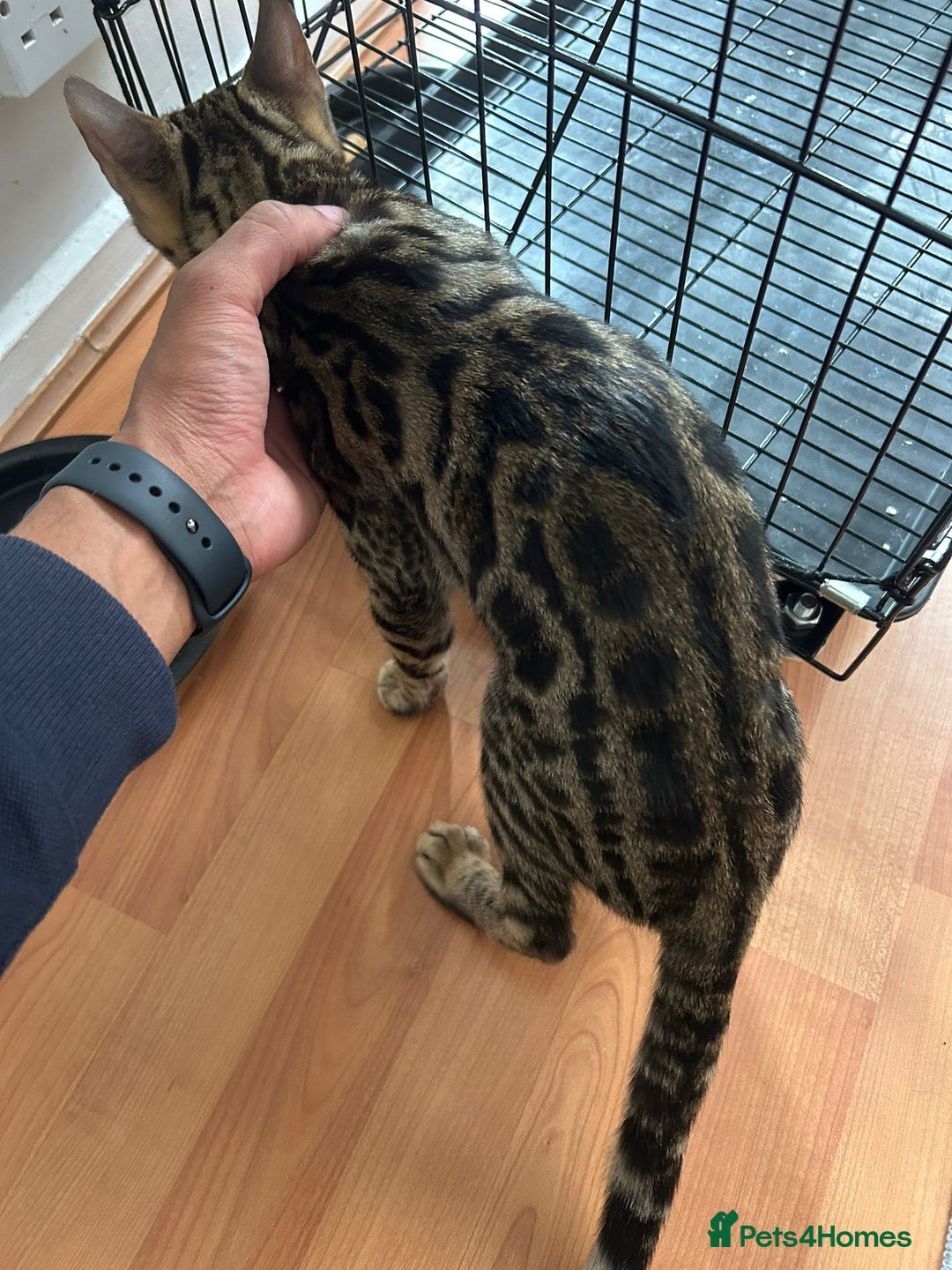 Bengal cats for sale: Male bengal cat - Image 2