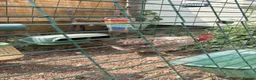 Chickens poultry for sale: Cream legbar hen - Advert 3