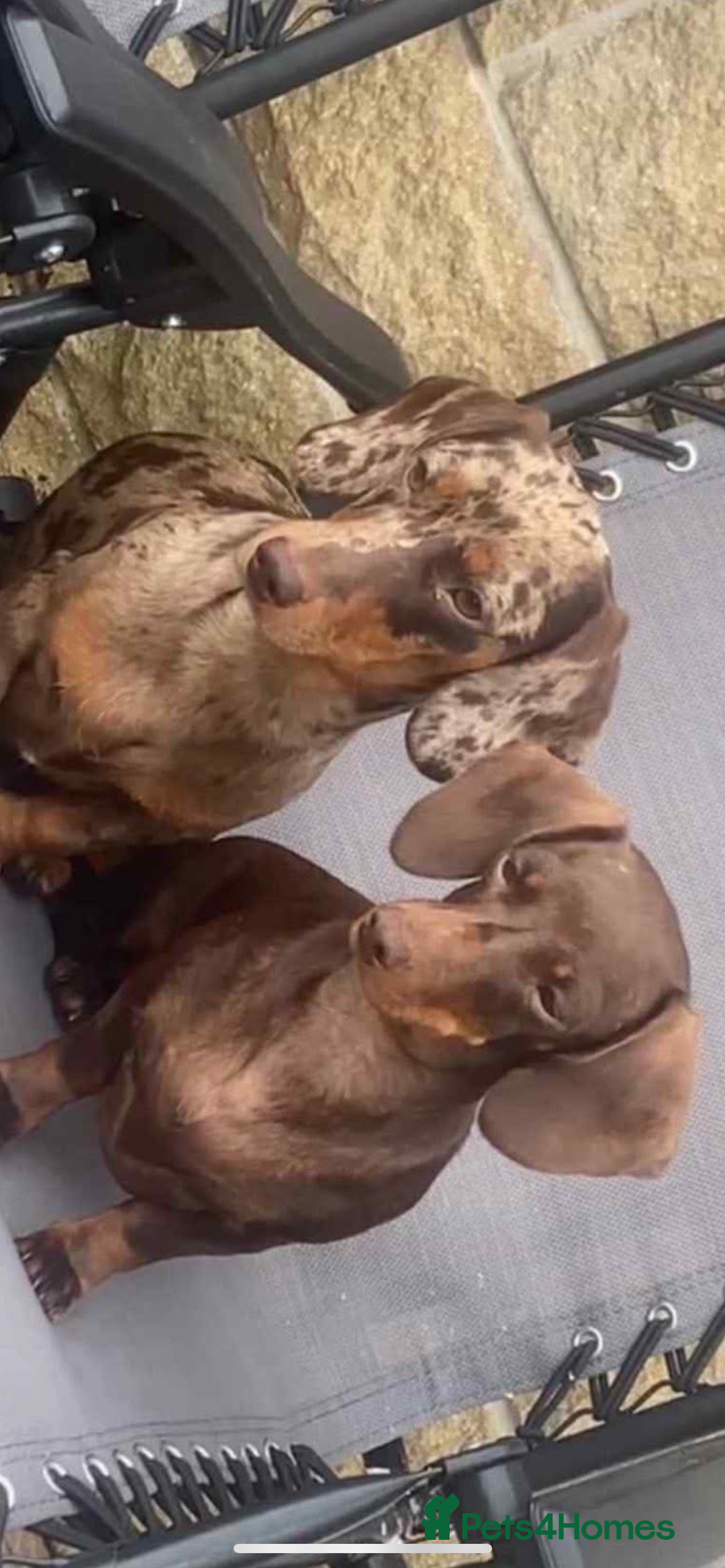 Miniature Dachshund dogs for sale: Miniature dachshund  - Image 6