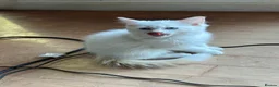 Ragdoll cats for sale: Super rare cute cuddly confident ragdoll kittens in Bexhill-on-Sea - Advert 7