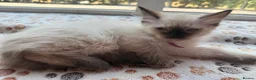 Ragdoll cats for sale: 4 Handsome boy Pure Ragdolls - Advert 10