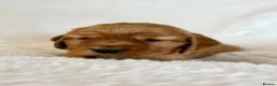 Cocker Spaniel dogs for sale: Fully Health Tested Showline Cocker Spaniel Pups - Advert 13