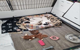 Jack Russell dogs for sale: 🐶🐶 Beautiful jack russell puppies 🐶🐶 - Image 7