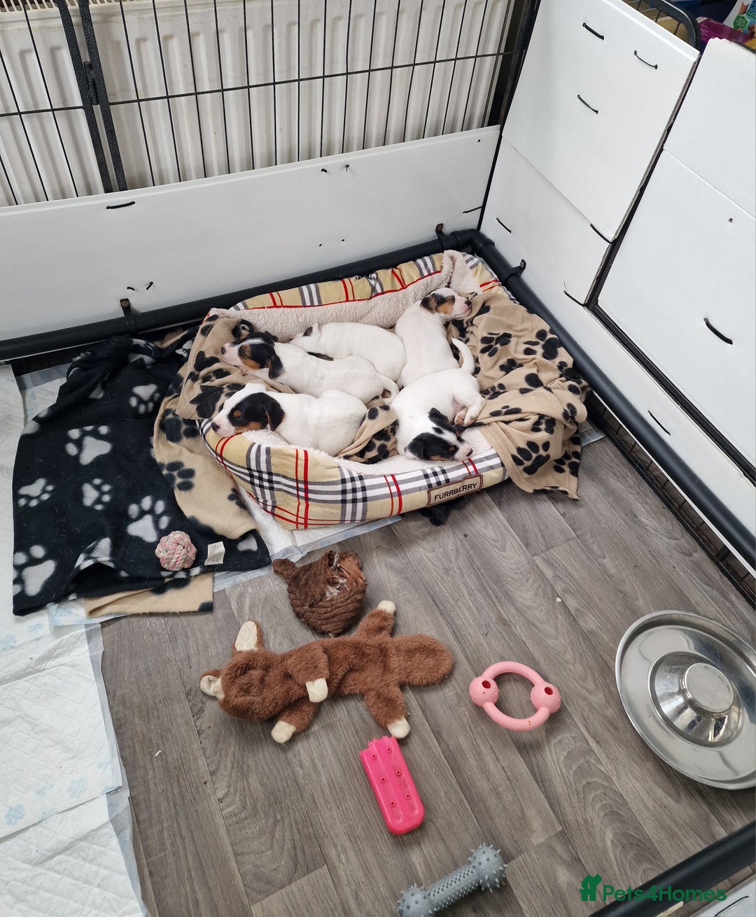 Jack Russell dogs for sale: 🐶🐶 Beautiful jack russell puppies 🐶🐶 - Image 7