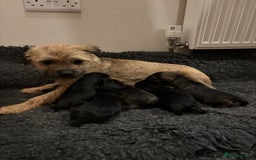Border Terrier dogs for sale: Gorgeous border terrier puppies  - Image 2