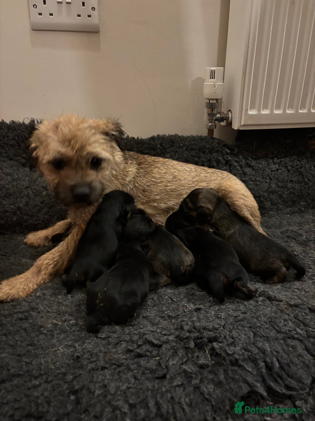 Border Terrier dogs for sale: Gorgeous border terrier puppies  - Image 2