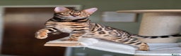 Bengal cats for sale: Brown Rosetted Bengal Prince  - Advert 25