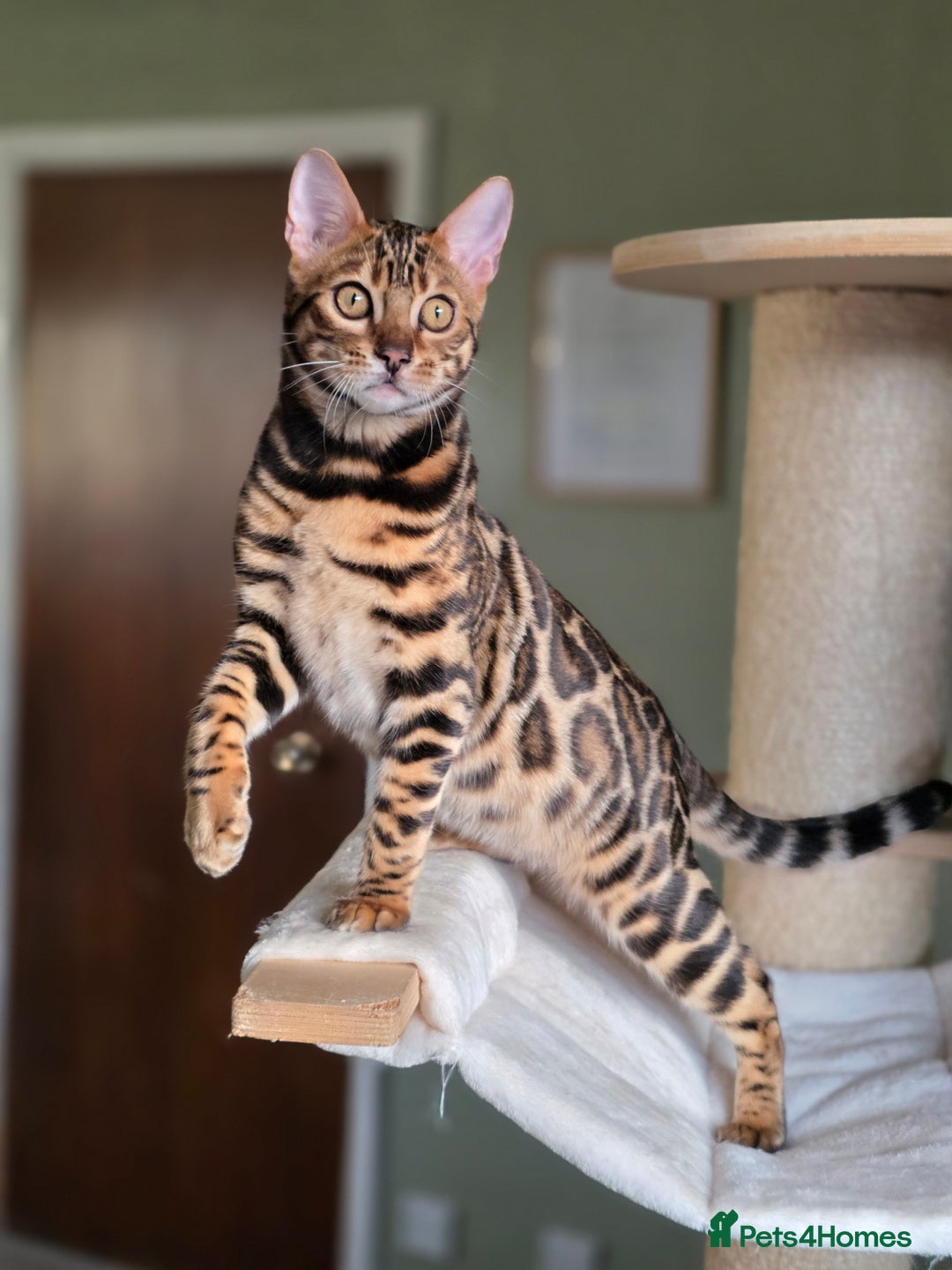 Bengal cats for sale: Brown Rosetted Bengal Prince  - Advert 25