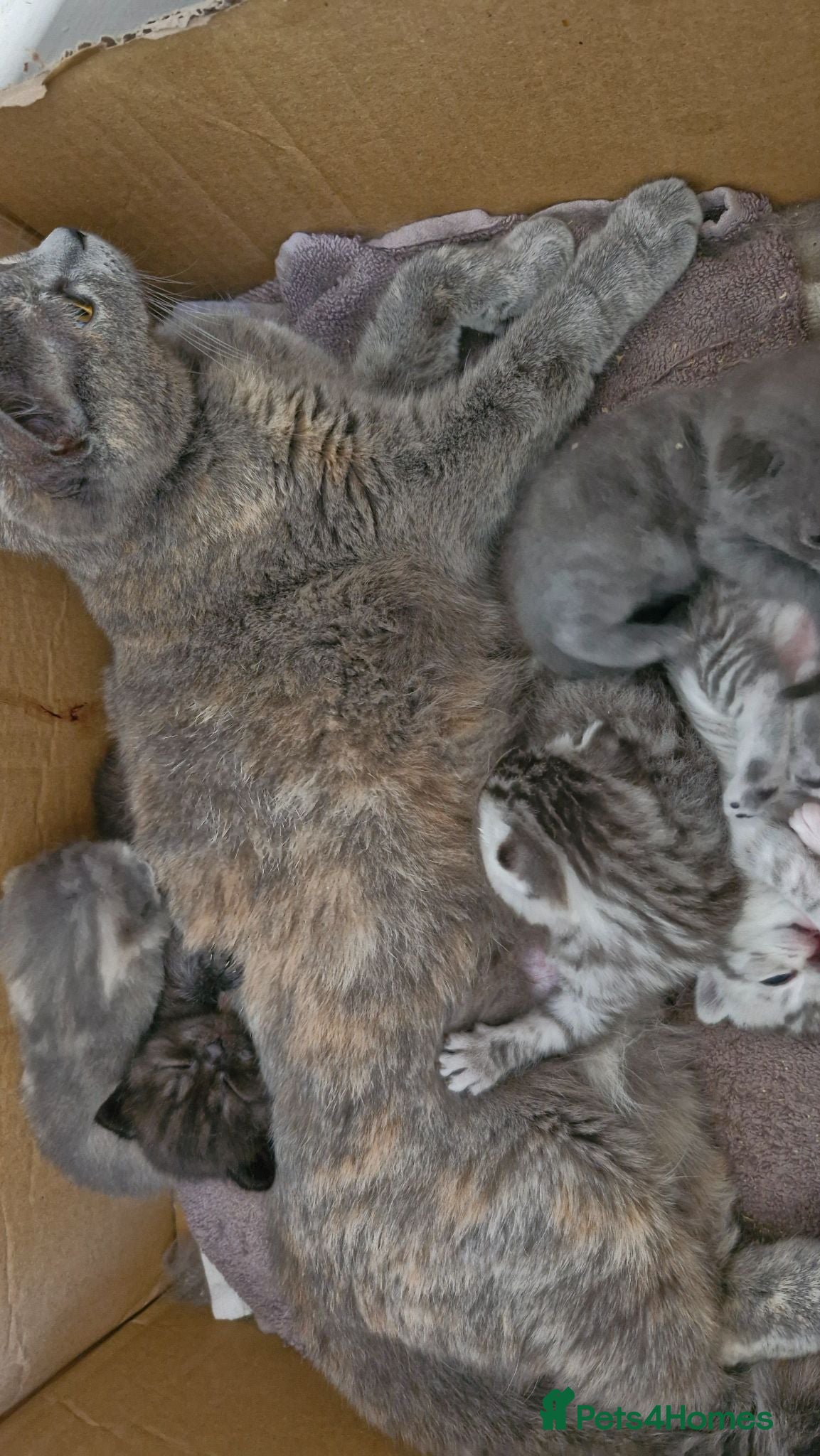 Mixed Breed cats Half british short hair kittens  - Advert 1