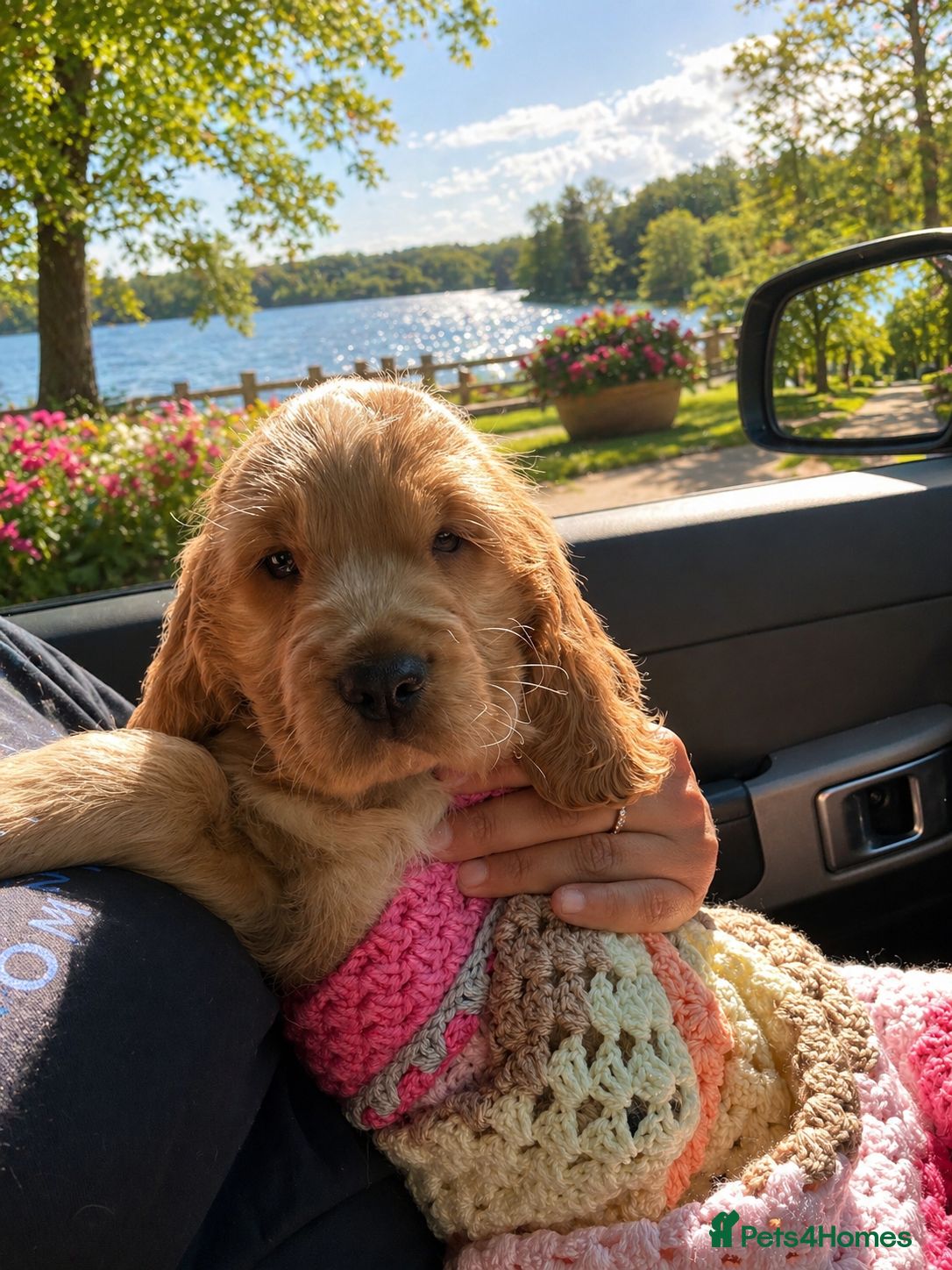 Cocker Spaniel dogs 1 stunning true to the type show cocker 🐶  - Advert 13