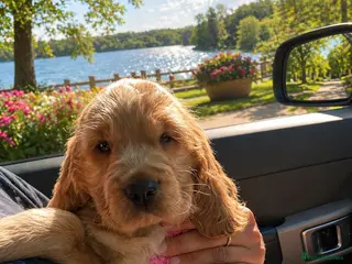 Cocker Spaniel dogs 1 stunning true to the type show cocker 🐶 - Advert 13