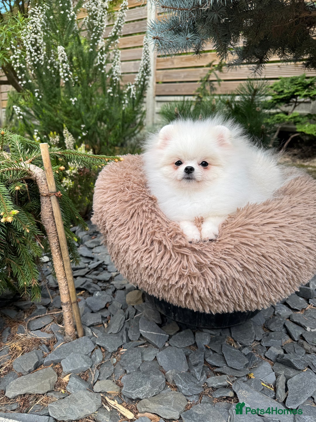 Pomeranian dogs for sale: Pomeranian Last Boy - Image 34