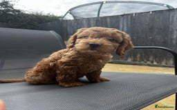 Cockapoo dogs for sale: 12 Weeks old male cockapoo  - Image 3