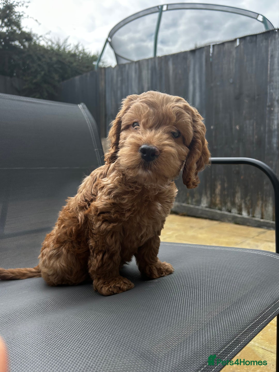 Cockapoo dogs for sale: 12 Weeks old male cockapoo  - Image 3