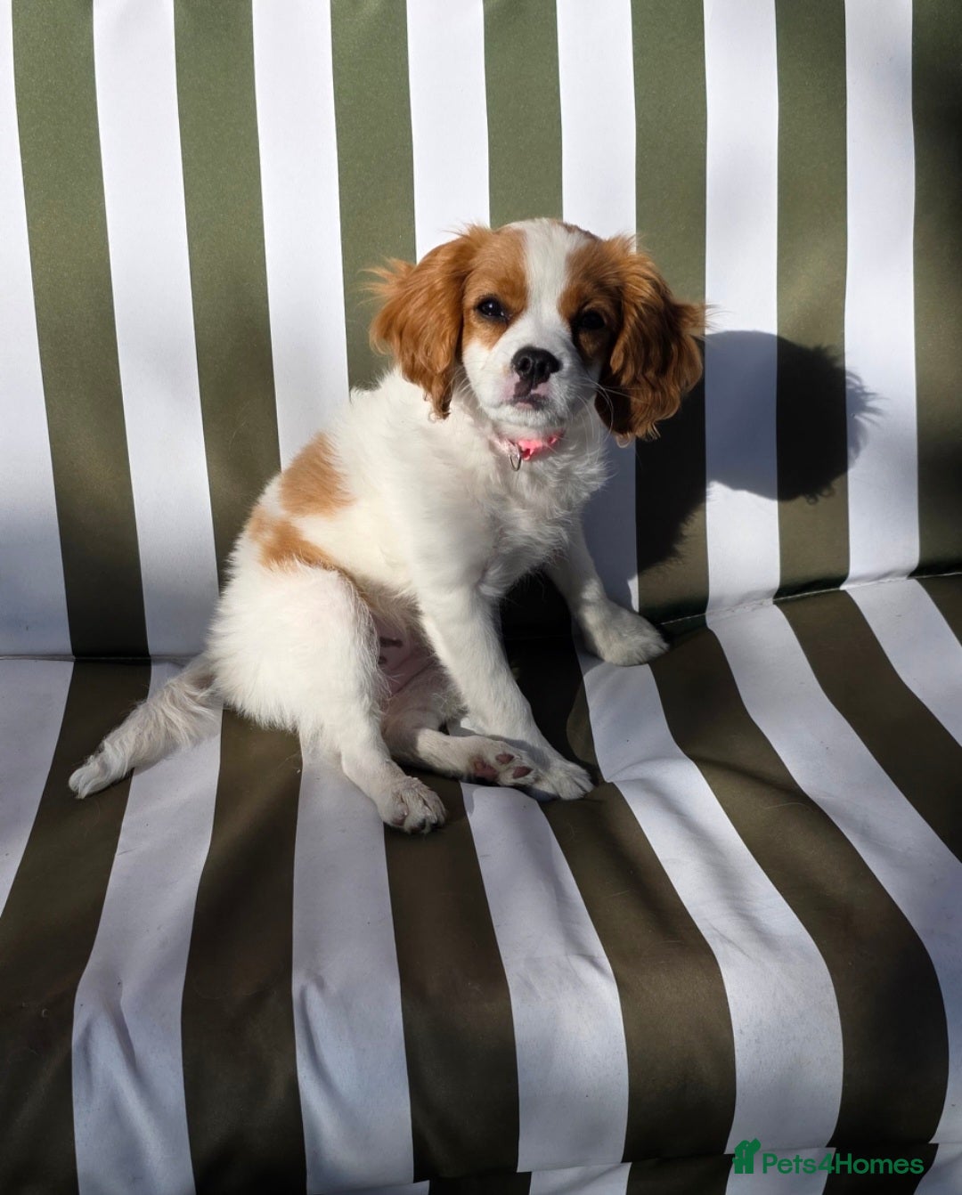 King Charles Spaniel dogs King charles spaniel, Female  - Advert 6