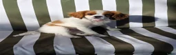 King Charles Spaniel dogs for sale: King charles spaniel, Female  - Advert 1