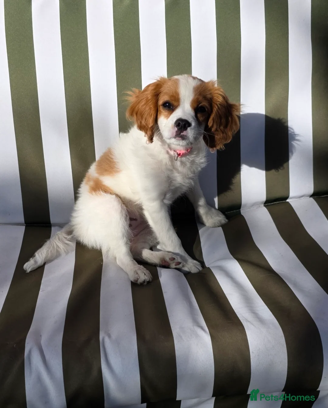 King Charles Spaniel dogs for sale: King charles spaniel, Female  - Advert 1