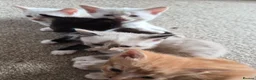 Mixed Breed cats for sale: Kittens  - Advert 4