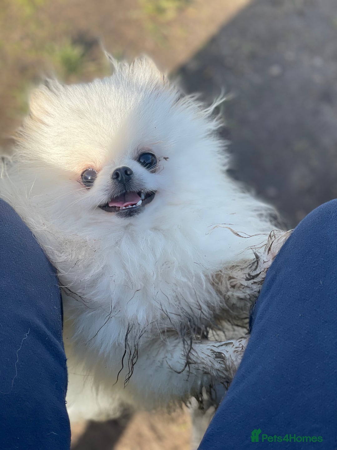 Pomeranian dogs for sale: RARE colour CHAMPION line Pomeranian puppy Pup - Advert 19