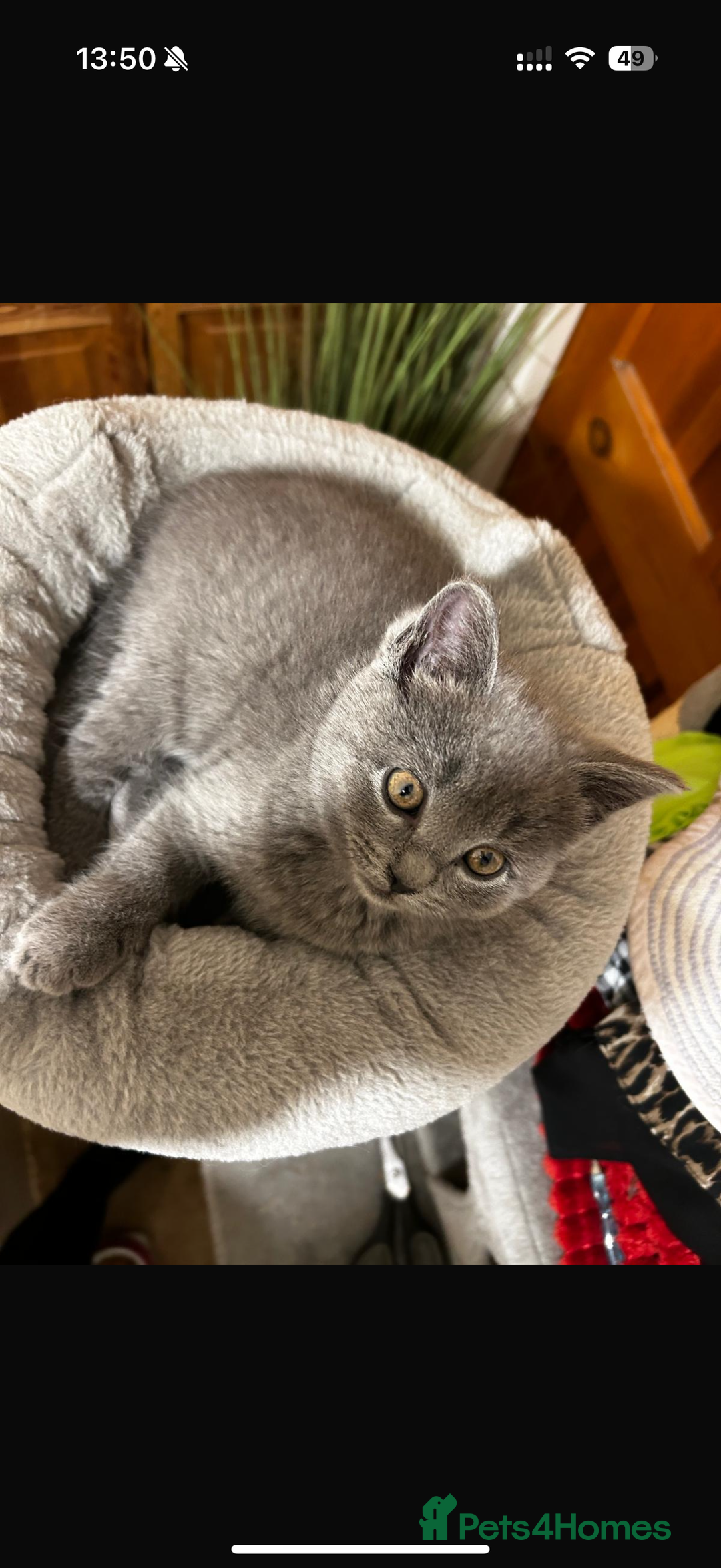 British Shorthair cats for sale: Cute playful fully vaccinated BSH ready to rehome - Advert 5