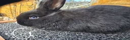 Mixed Breed rabbits for sale: Mixed breed rabbits  in Middlesbrough - Advert 2