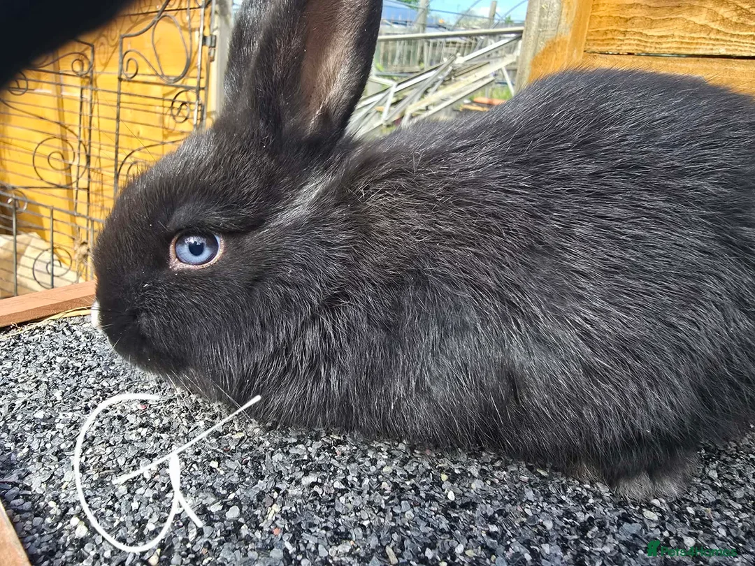 Mixed Breed rabbits for sale: Mixed breed rabbits  in Middlesbrough - Advert 2