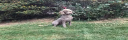 Standard Poodle dogs for sale: Stunning KC Standard Poodle..health tested - Advert 4