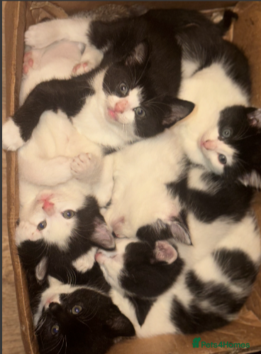Mixed Breed cats Adorable Black and White Tuxedo Kittens - Advert 12