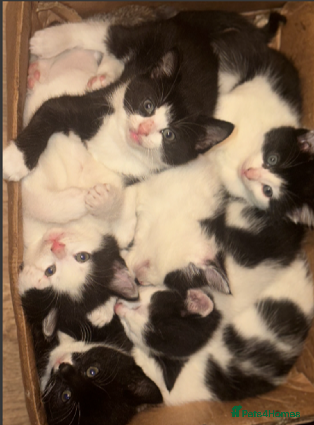 Mixed Breed cats for sale: Adorable Black and White Tuxedo Kittens - Advert 1