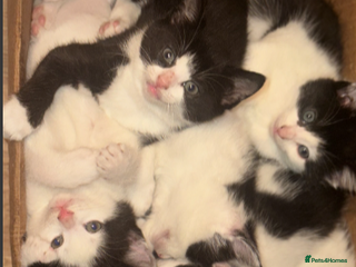 Mixed Breed cats Adorable Black and White Tuxedo Kittens - Advert 12