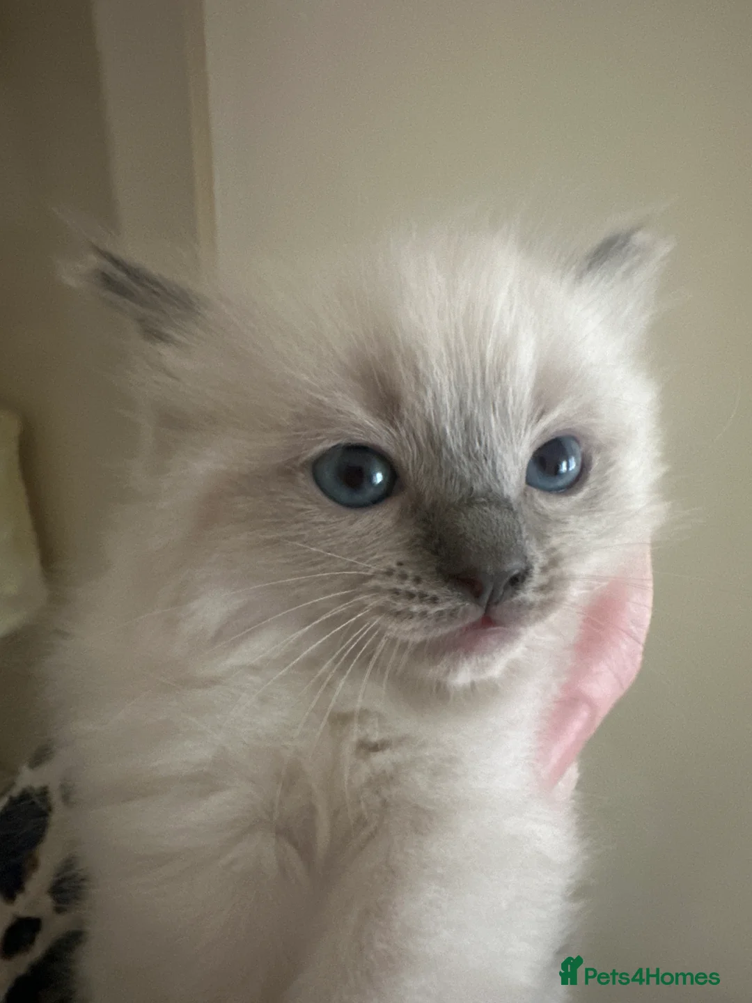 Ragdoll cats for sale: Ragdoll Kittens - Advert 10