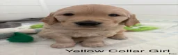 Golden Retriever dogs for sale: KC registered Golden Retriever Puppies - Advert 4