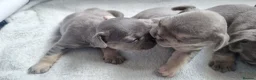 French Bulldog dogs for sale: KC registered Frenchie puppies  in Abertillery - Advert 10