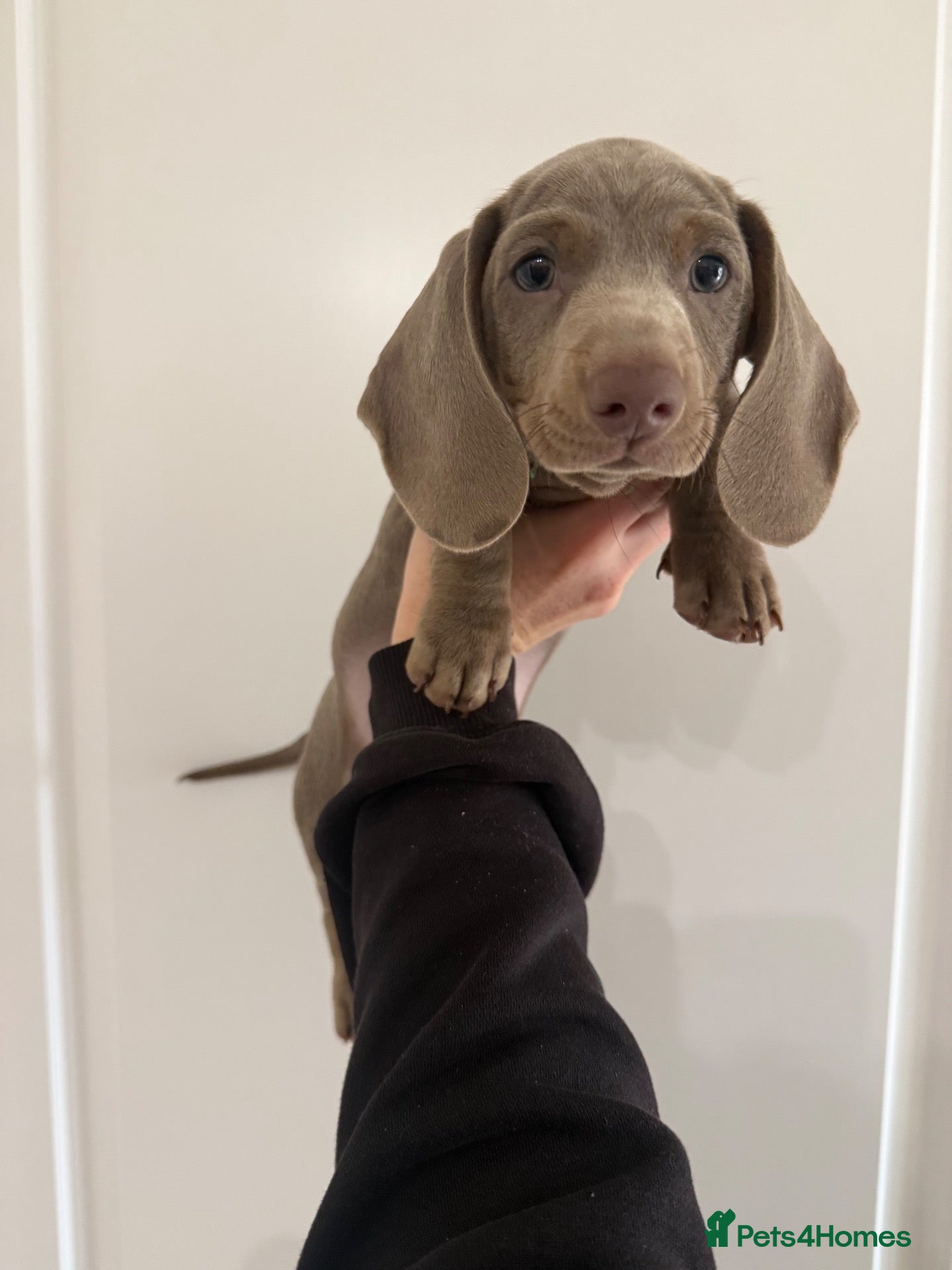 Miniature Dachshund dogs KC reg miniature daschunds puppies  - Advert 18