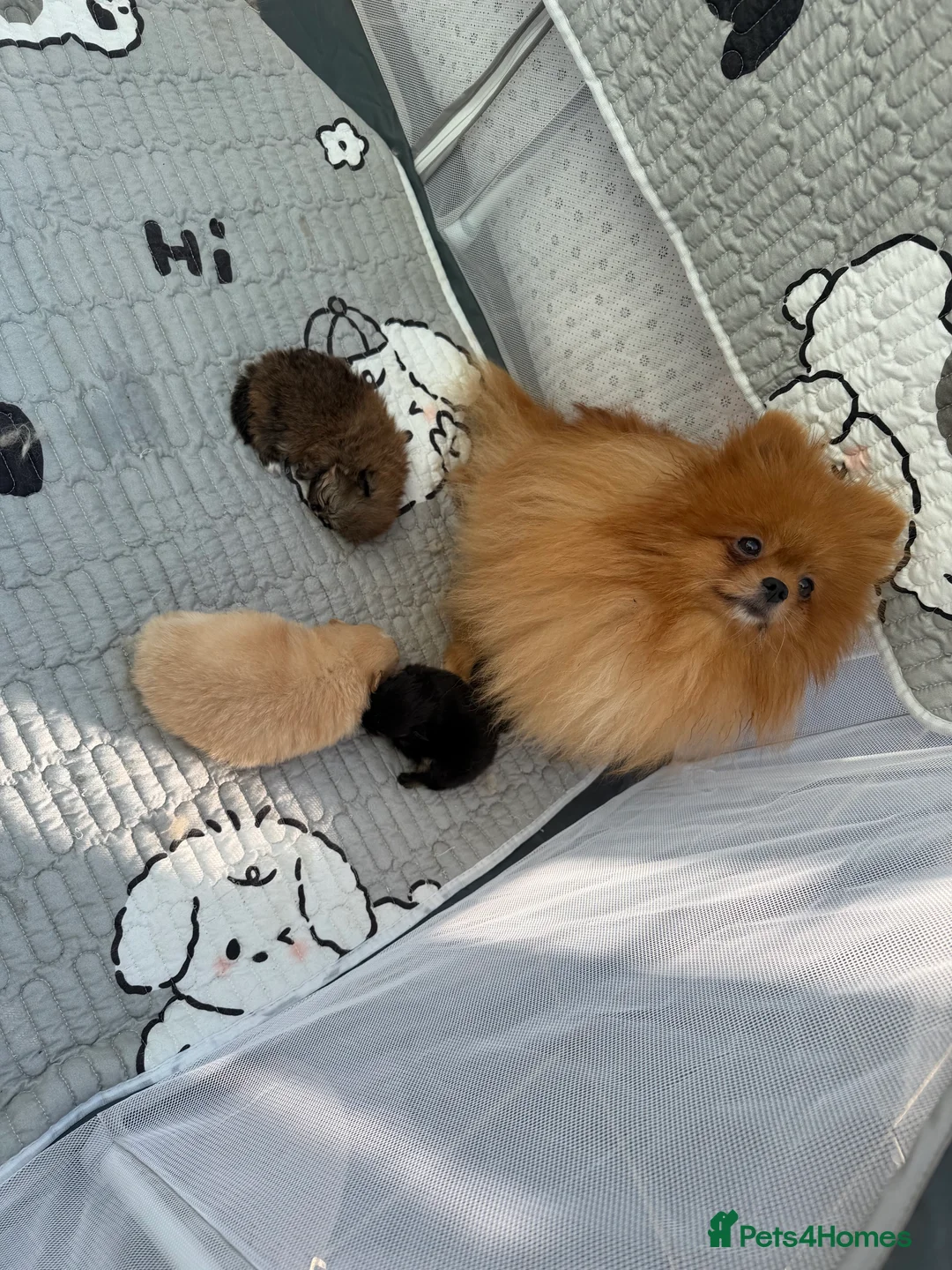 Pomeranian dogs for sale: Kc  **  teddy Pomeranian males  in Lingfield - Advert 1